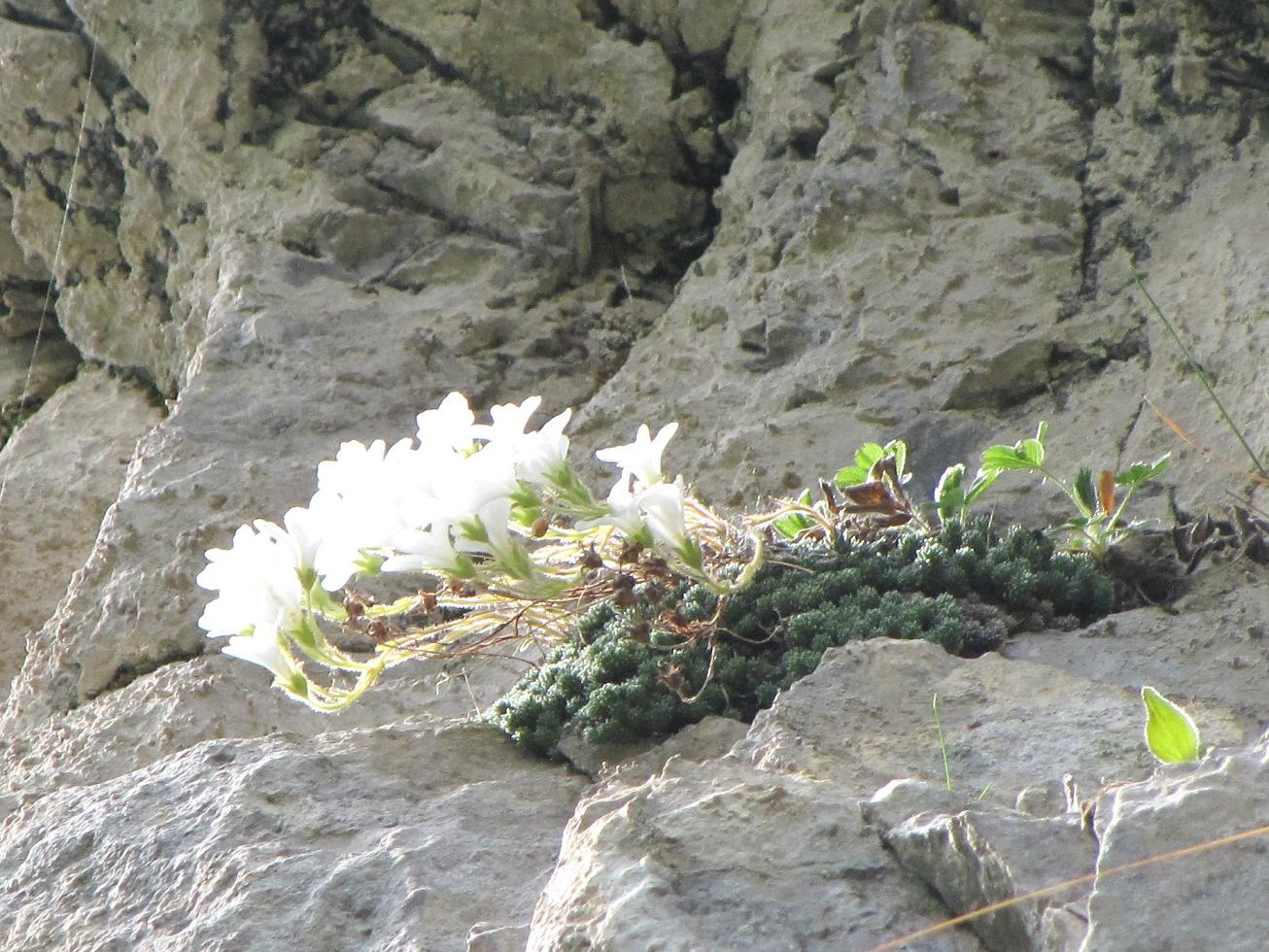 Saxifraga tombeanensis / Sassifraga del Monte Tombea